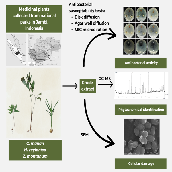 Antibacterial activity of plant extracts commonly used as folk ...